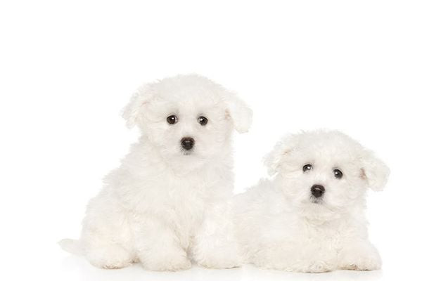 Chó Bichon Frise đáng yêu với bộ lông trắng muốt bồng bềnh