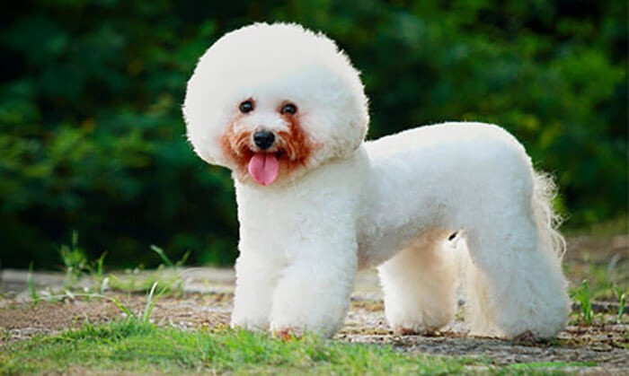 Chó Bichon Frise đáng yêu với bộ lông trắng xoăn, một giống chó thích hợp nuôi trong nhà, ít rụng lông