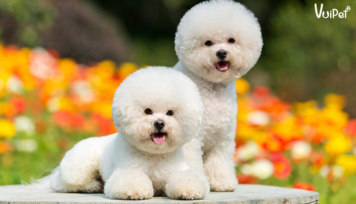 Chó Bichon Frise với bộ lông trắng xù mềm mại, đáng yêu