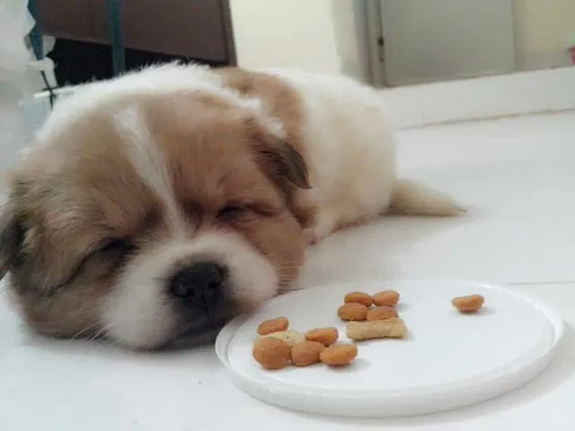 Cách Chăm Sóc Chó Ốm Đúng Chuẩn Giúp Cún Nhanh Hồi Phục