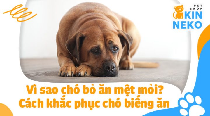 Chó Không Ăn Không Uống: Dấu Hiệu, Nguyên Nhân và Cách Xử Lý Chuyên Sâu Chó Không Ăn Không Uống: Dấu Hiệu, Nguyên Nhân và Cách Xử Lý Chuyên Sâu