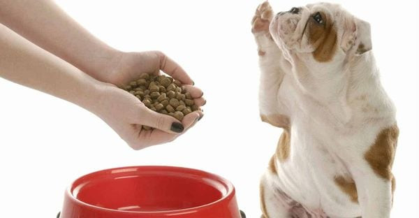 Chó Đi Ngoài Ra Máu: Nguyên Nhân, Cách Xử Lý & Phòng Ngừa Hiệu Quả