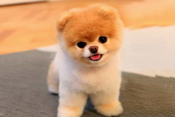 Chó Boo, giống chó nhỏ thông minh với vẻ ngoài gấu bông đáng yêu được cắt tỉa đặc biệt