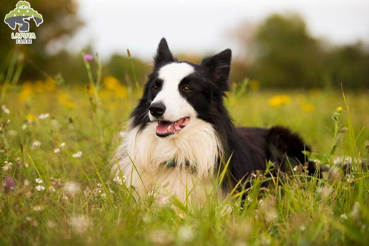 Chó Border Collie thông minh đang thực hành kỹ năng ngồi, một phần của quá trình huấn luyện chó chăn cừu