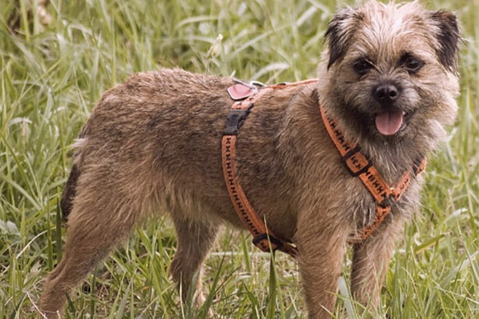 Chó Border Terrier thông minh, một giống chó thích hợp nuôi trong nhà với bộ lông ít rụng, cần chải chuốt hàng tuần