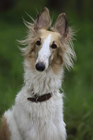 Chó Borzoi thanh lịch với bộ lông dài, giống chó lai có tốc độ vượt trội