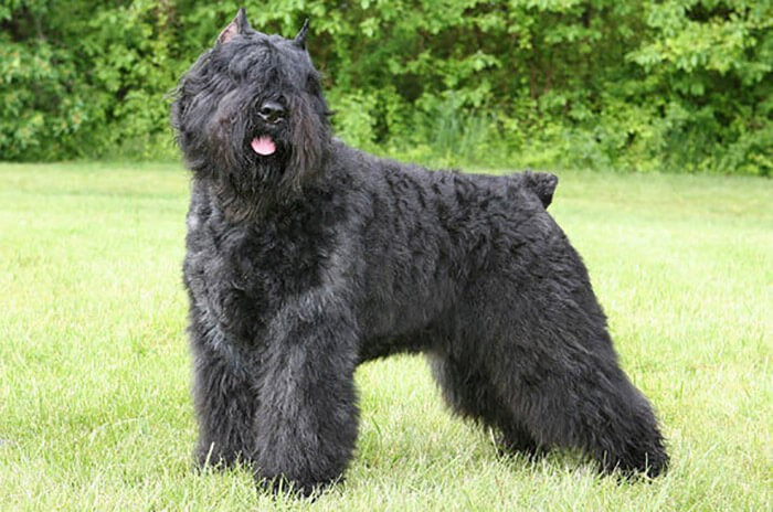 Chó Bouvier des Flandres mạnh mẽ, một giống chó thích hợp nuôi trong nhà, có bộ lông tốt cho người dị ứng