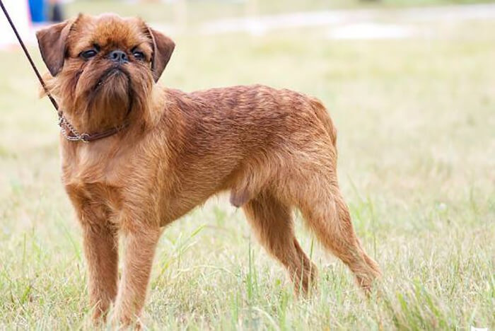 Chó Brussels Griffon với khuôn mặt biểu cảm, một giống chó thích hợp nuôi trong nhà, ít gây dị ứng