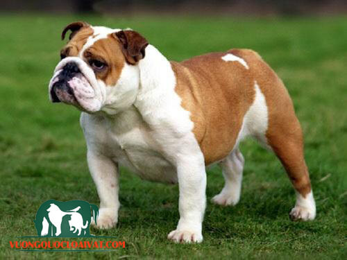 Đặc điểm ngoại hình chó Bull Anh thuần chủng chó bull anh thuần chủng