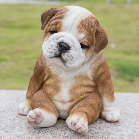 Bán Chó Bulldog Giá Rẻ: Hướng Dẫn Chi Tiết Từ A Đến Z