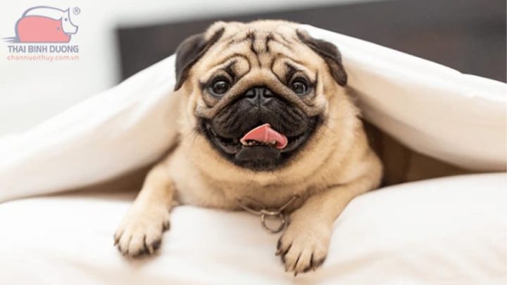 Chó Bull mặt xệ trưởng thành với dáng vẻ điềm tĩnh, thể hiện đặc điểm ngoại hình đặc trưng ảnh hưởng đến giá chó Bull mặt xệ.