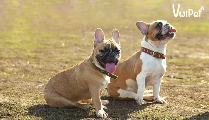 Chó Bull Pháp nặng bao nhiêu: Tiêu chuẩn cân nặng và chăm sóc - image 2