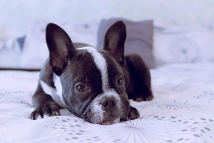 Chó Bull Pháp được huấn luyện và giáo dục