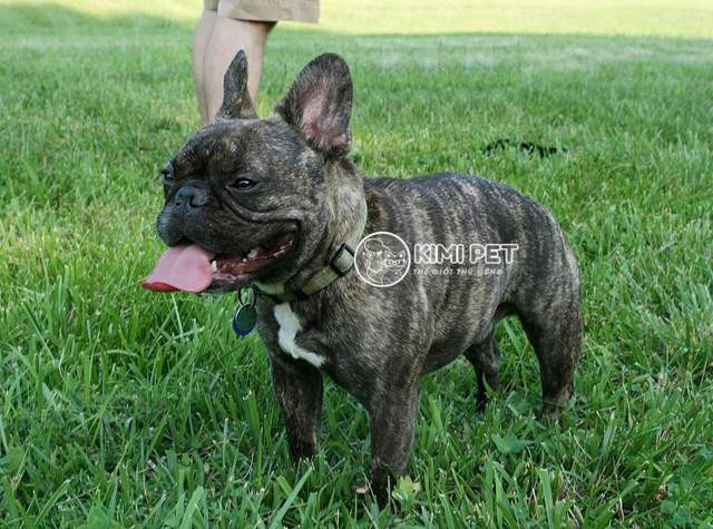Chó Bull Pháp với khuôn mặt ngộ nghĩnh, vẻ đáng yêu của chó cute nhất thế giới