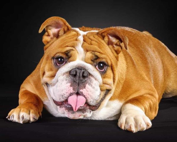 Chó Mặt Xệ Bulldog Anh: Đặc Điểm, Chăm Sóc Toàn Diện và Giá Cả
