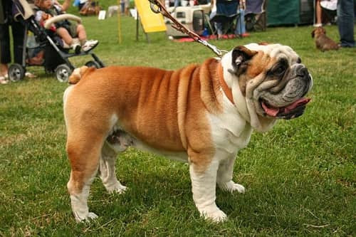 Chó Bulldog Anh với thân hình mập mạp, cơ bắp và khuôn mặt nhăn đặc trưng