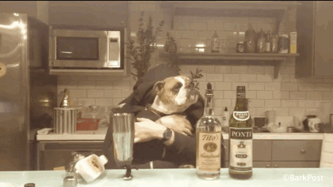 Chó Bulldog Anh với vẻ ngoài đáng yêu và hiền lành