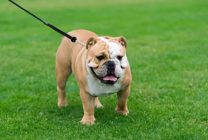 Chó Mặt Xệ Bulldog Anh: Đặc Điểm, Chăm Sóc Toàn Diện và Giá Cả