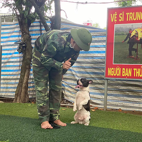 Chó Bulldog Pháp được huấn luyện tuân thủ tại trường huấn luyện chó nghiệp vụ
