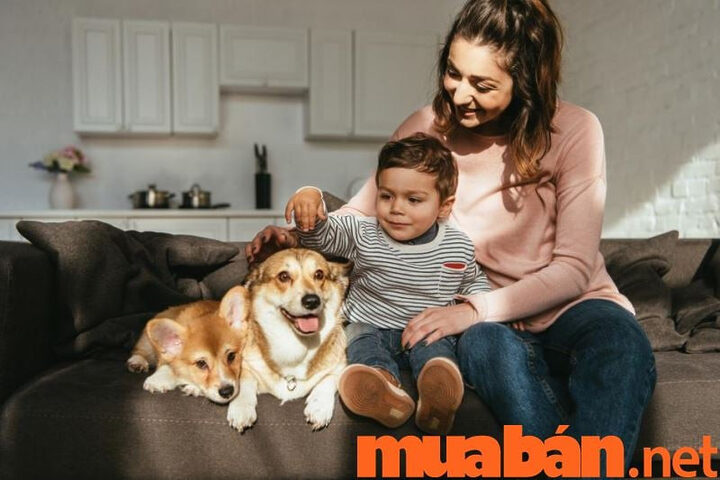 Chó Bulldog Pháp nằm trên nệm sạch sẽ, tạo không gian sống thoải mái