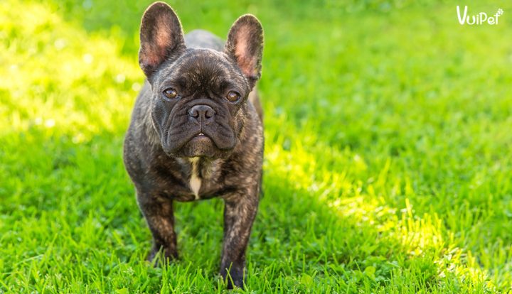 chó Bulldog Pháp