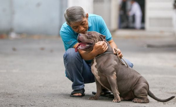 Chó Bully đang được huấn luyện với sự tập trung, nhận thưởng từ chủ