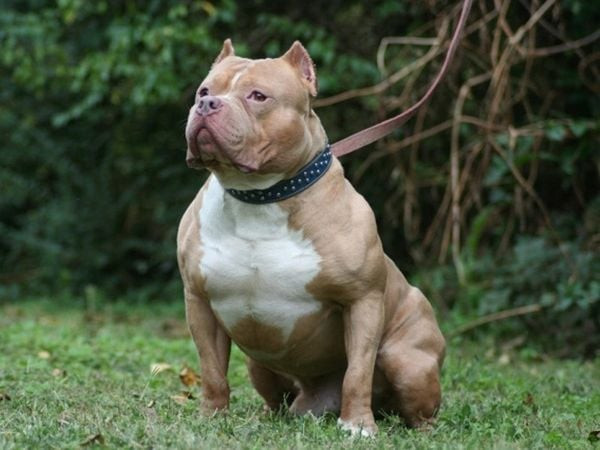Chó Bully đang thực hiện lệnh ngồi một cách ngoan ngoãn và tập trung