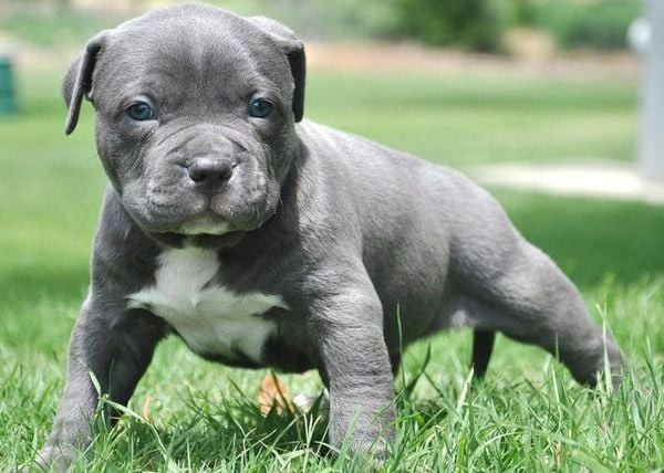 Chó Bully với bộ lông ngắn, đặc trưng của giống chó vạm vỡ, dễ chăm sóc