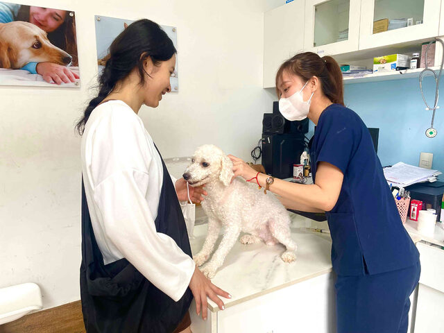 Chó cái bị chảy máu ở bộ phận sinh dục trong kỳ động dục