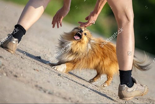 Chó cắn chủ: Hiểu rõ nguyên nhân đằng sau hành vi bất ngờ này