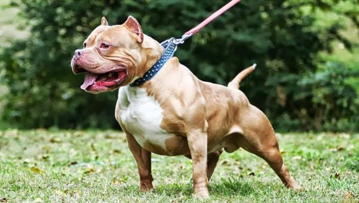 Chó Cane Corso, Ngao Ý với thân hình to lớn, cơ bắp