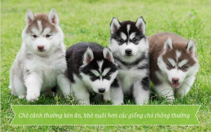Nuôi Chó Cảnh Cần Những Gì Để Đảm Bảo Sức Khỏe & Hạnh Phúc?