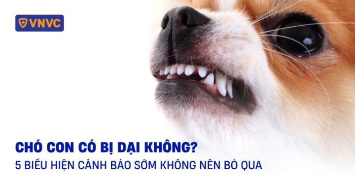 Chó cảnh có bị dại không: Kiến thức từ A-Z về phòng chống