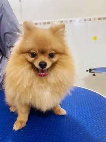 Chó cảnh đang được nhân viên spa chó mèo Vũng Tàu Dog Family tắm rửa trong bồn chuyên dụng.