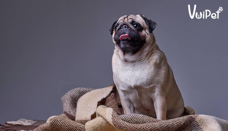 Chó Pug mặt xệ, một trong các giống chó cảnh nhỏ đẹp phổ biến