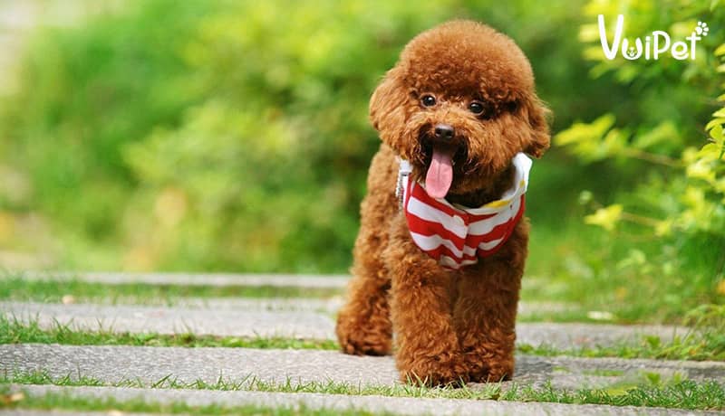 Poodle, giống chó cảnh nhỏ đẹp thông minh với bộ lông xoăn