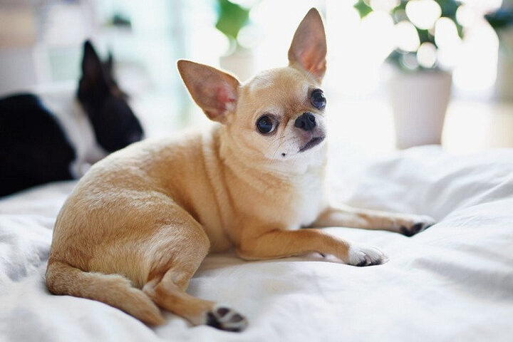 chó cảnh nuôi trong nhà Chihuahua đáng yêu