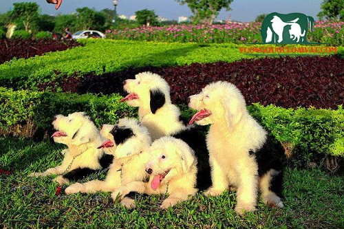 Chó chăn cừu Anh Quốc: Sức khỏe và tính cách hiền lành