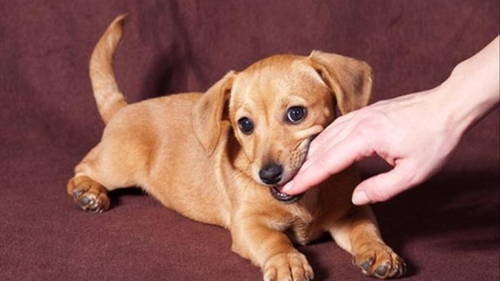 Giải Mã Giấc Mơ Thấy Chó Vàng Vào Nhà: Ý Nghĩa, Điềm Báo và Con Số May Mắn