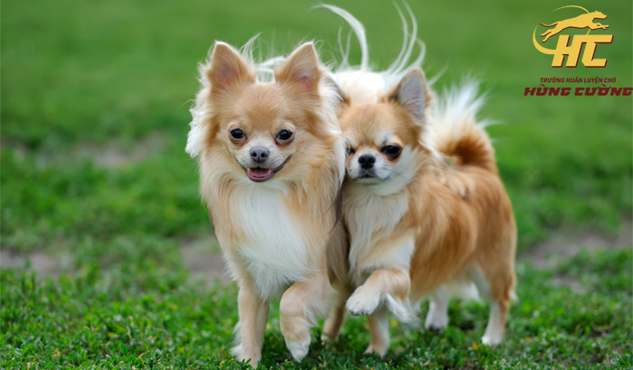 Chó Chihuahua, giống chó giá rẻ dễ nuôi với kích thước nhỏ gọn