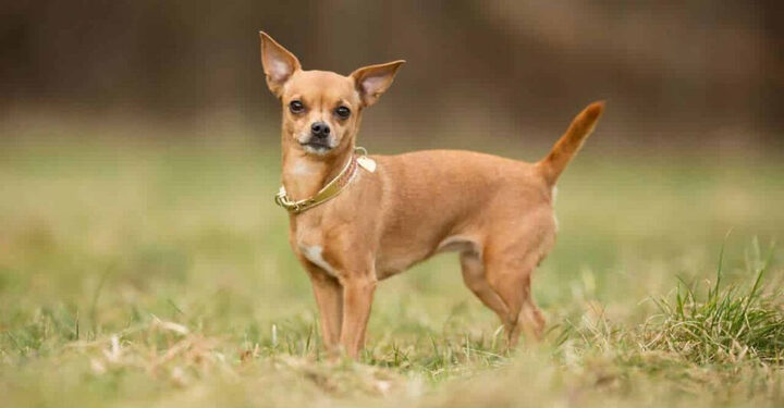 Chó Chihuahua, giống chó nhỏ thông minh từ Mexico với đôi mắt to tròn đáng yêu