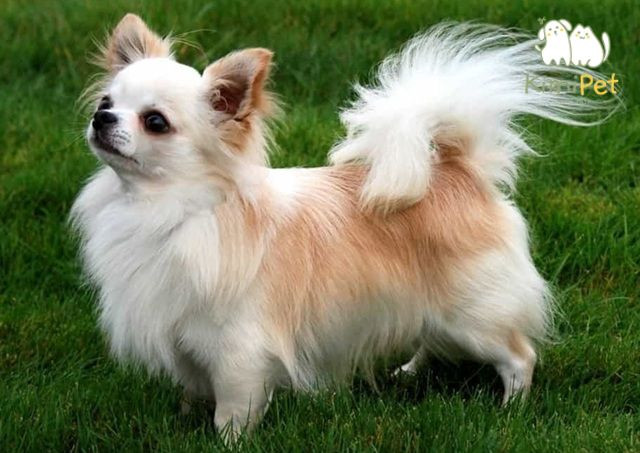 Chó Chihuahua lông dài, một trong những biến thể để nhận biết chó Chihuahua thuần chủng