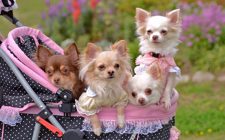 Chó Chihuahua nhỏ bé, tai dựng đứng, là giống chó đẹp dễ nuôi thông minh và trung thành