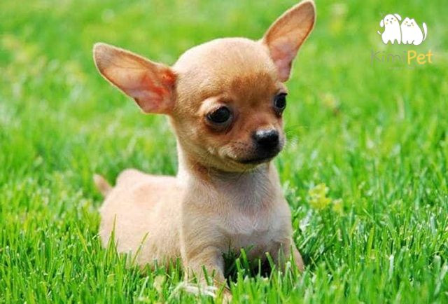 Chó Chihuahua thuần chủng với vẻ ngoài nhỏ nhắn, đáng yêu