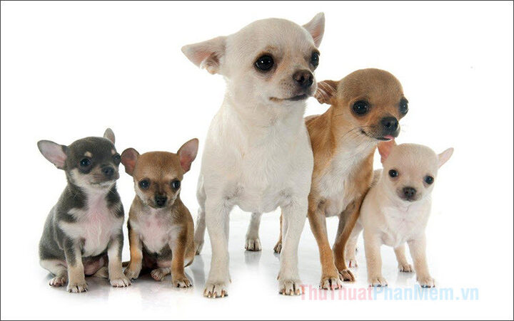 Chó Chihuahua với thân hình nhỏ bé và đôi mắt to, là hình ảnh chó đẹp đáng yêu và tinh nghịch