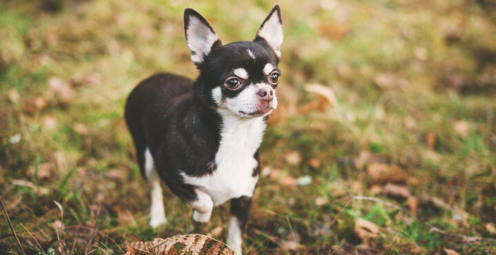 Chó Chihuahua