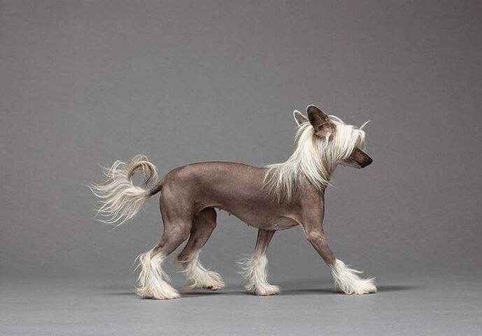 Chó Chinese Crested với vẻ ngoài độc đáo, một giống chó thích hợp nuôi trong nhà và ít rụng lông