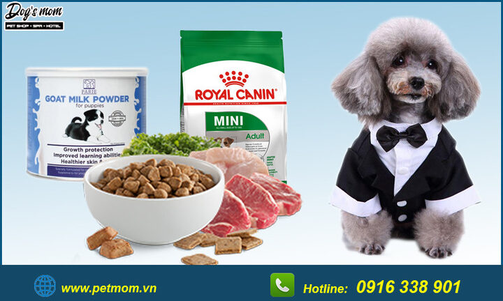 Chó Poodle Màu Nâu Đen: Đặc Điểm, Chăm Sóc Và Sức Khỏe Toàn Diện