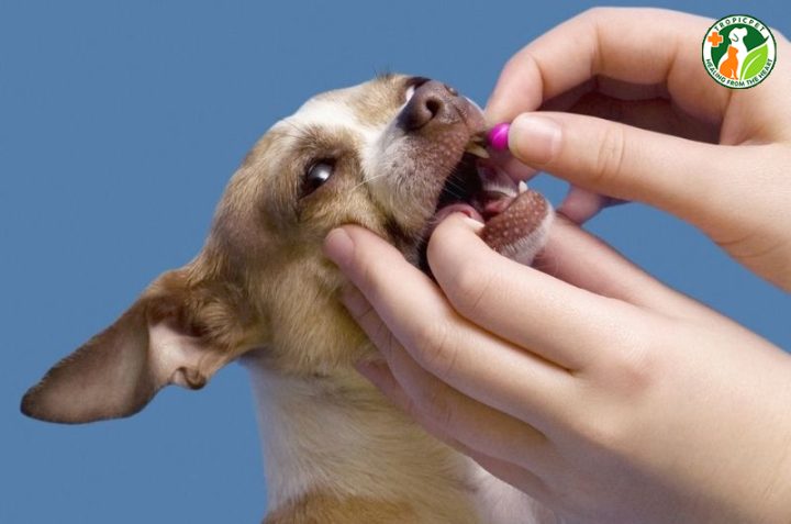 Tiêm Ngừa Giun Sán Cho Chó: Lịch Trình & Lưu Ý Quan Trọng