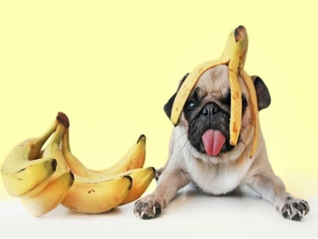 Chó có thể ăn chuối để bổ sung vitamin B6 và C